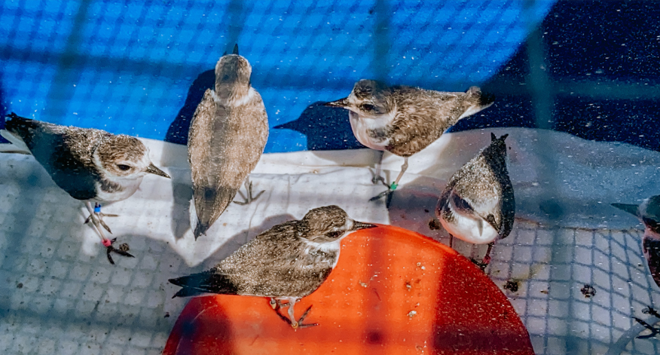 The seven plovers have been washed and banded by their carers. Source: OWCN, UC Davis