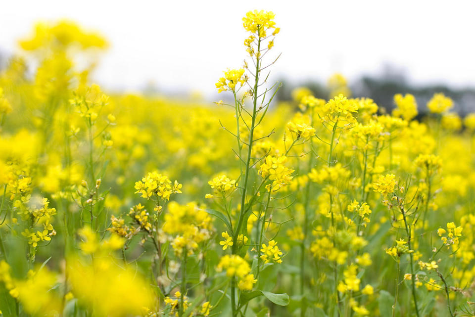 油菜花海(Photo Credit: abon@Flickr, License: CC BY-SA 2.0，圖片來源：https://www.flickr.com/photos/48889109669@N01/97176065)