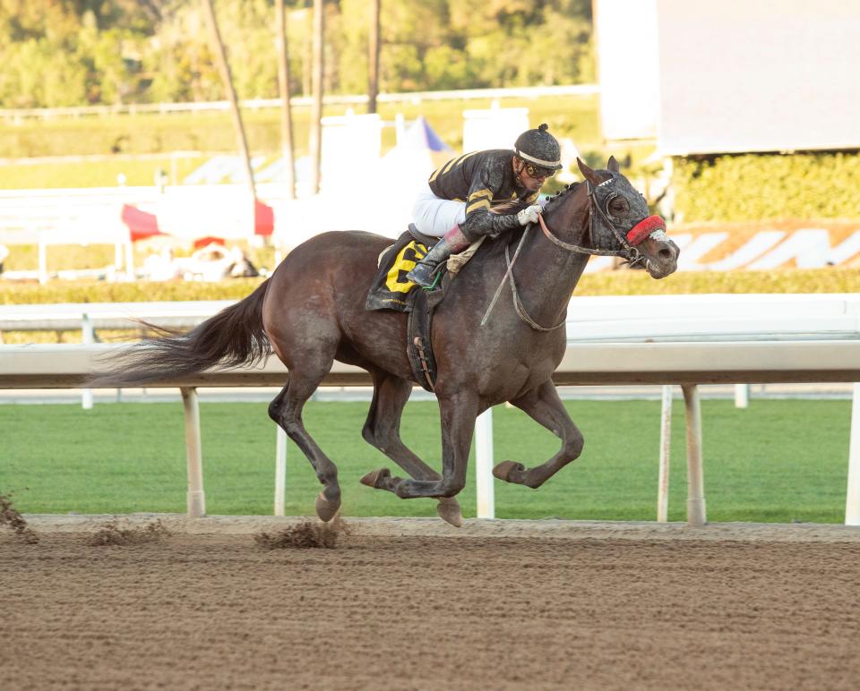 Happy Jack and jockey Abel Cedillo win at Santa Anita Park on Jan. 22.