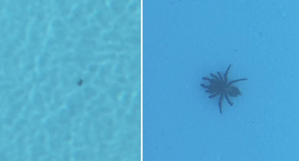 A spider in the bottom of Lynda Knight's pool (left) and a close up of it in the pool (right). 