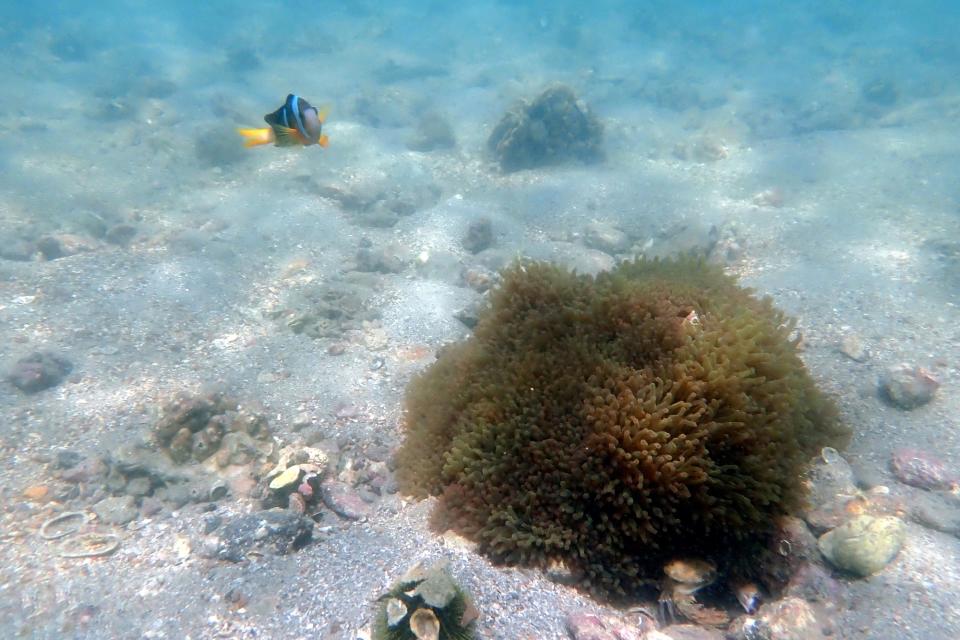 近岸就能看到很多小丑魚