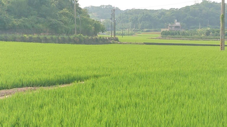 中秋連假竹市私房景點：茄苳看水稻田、百年玉蘭花