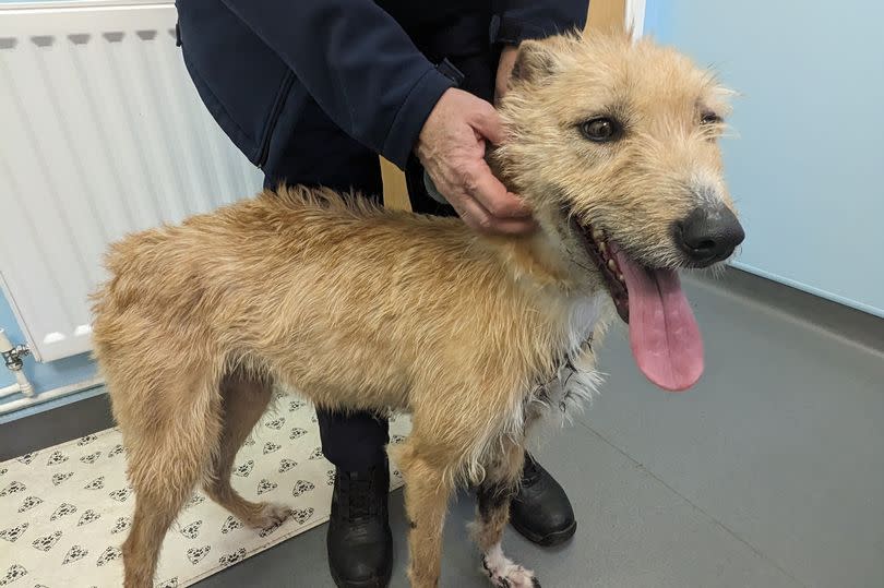 (Pictured: Lurcher Sadie) A deprivation order imposed by the court means the centre will now be able to start the process of finding new loving homes for the dogs