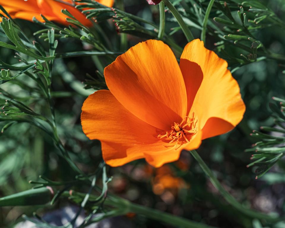 7. Californian poppy