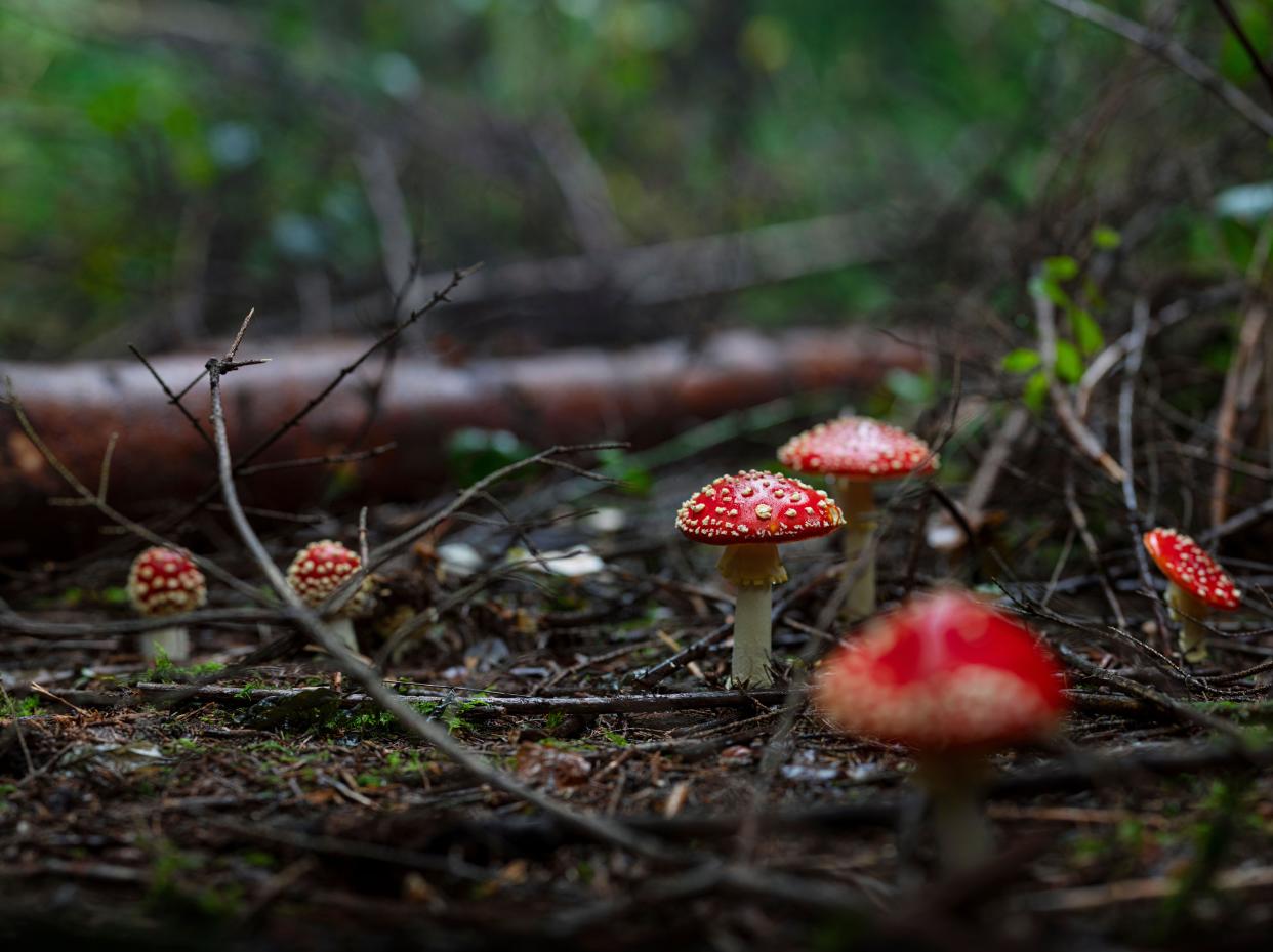 Fly agaric mushroom growing on the forest floor in Gloucestershire in autumn. Fungus growing in the decomposing material on the woodland ground