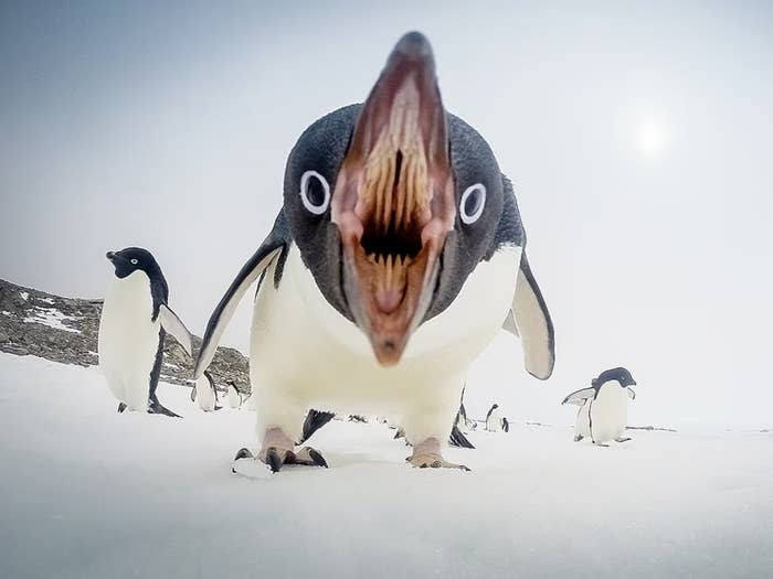 the inside of a penguin's mouth revealing many rows of sharp teeth