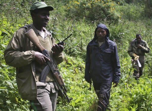 Armed rangers patrol the Virunga National park in Rwanda to protect the habitat of the Agashya family of mountain gorillas. The total world population is estimated at 790, 480 of whom live here in the Virungas, the remainder in Uganda's Bwindi Impenetrable Forest