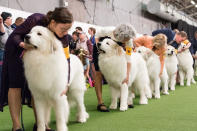 <p>Participants compete with their pet dogs in the 142nd Annual Westminster Kennel Club Dog Show hosted in New York, Feb. 13, 2018. (Photo: Michael Brochstein/SOPA Images/LightRocket via Getty Images) </p>