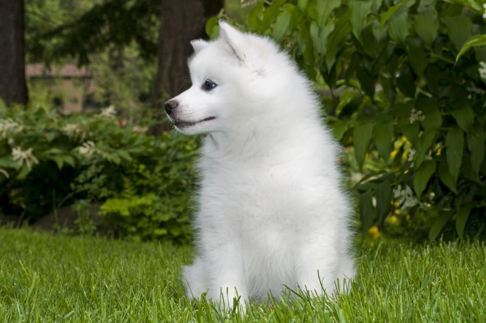 American Eskimo Dog