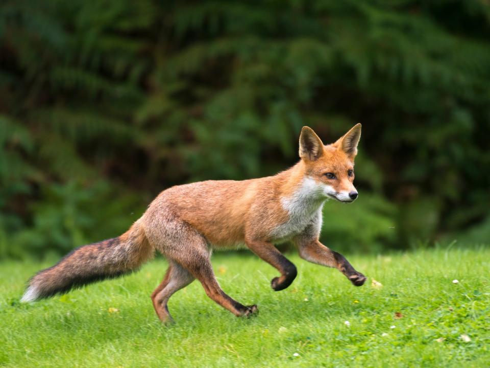 Red fox cub running