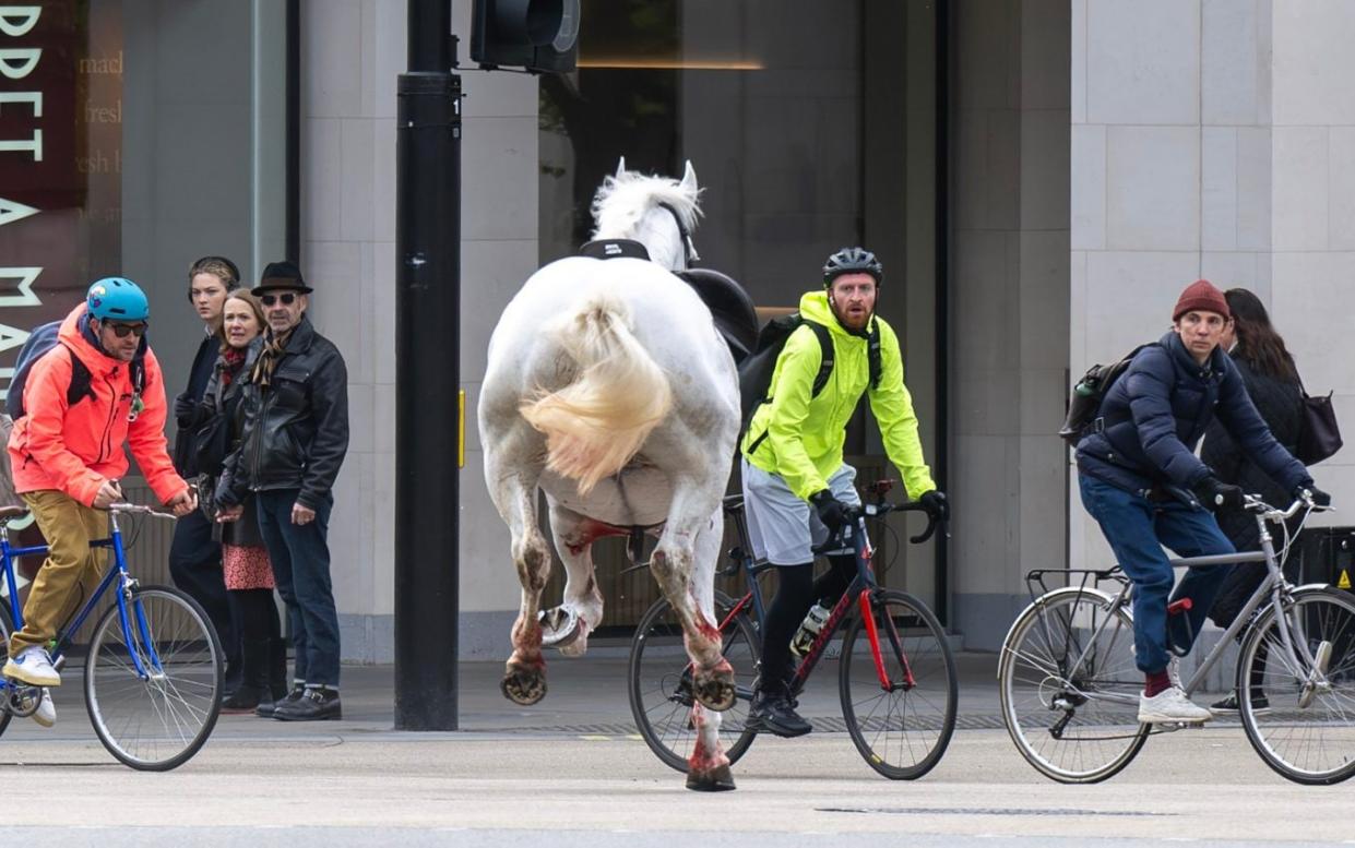 Cyclists in shock as horse bolts