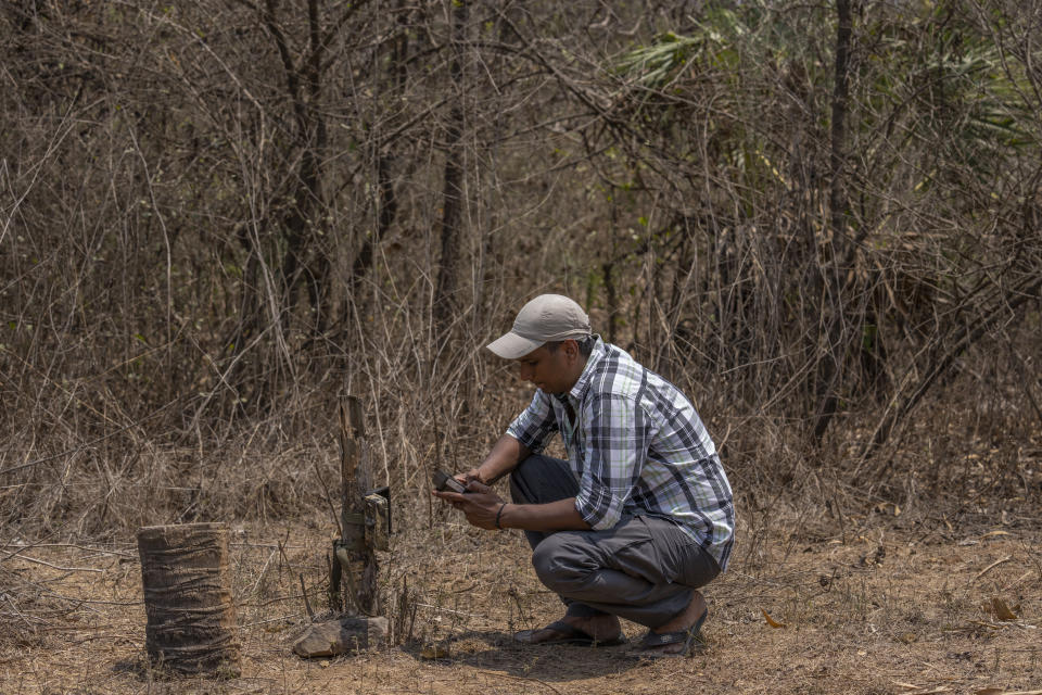 Satish Lote, a resident of Aarey colony, checks camera trap which borders the south end of Sanjay Gandhi National Parkin Mumbai, Thursday, April 7, 2022. Los Angeles and Mumbai, India are the world’s only megacities of 10 million-plus where large felines breed, hunt and maintain territory within urban boundaries. Long-term studies in both cities have examined how the big cats prowl through their urban jungles, and how people can best live alongside them. (AP Photo/Rafiq Maqbool)