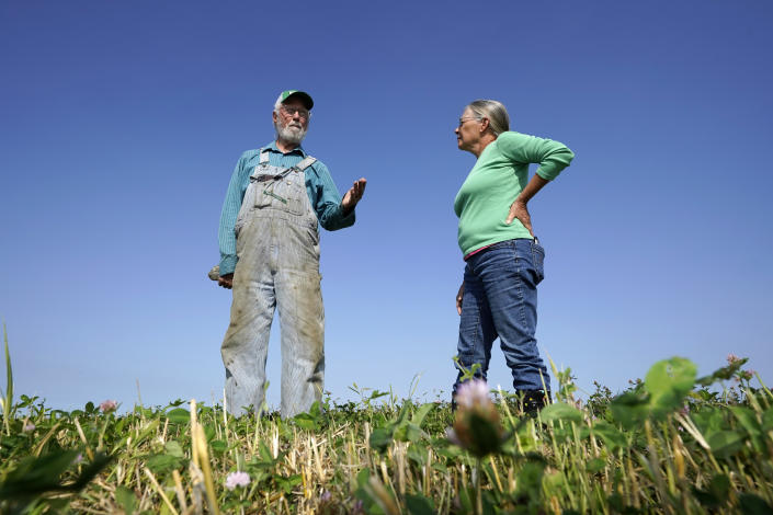 George Naylor and his wife Patti stand in a cover crop of clover on their farm, Tuesday, Sept. 13, 2022, near Churdan, Iowa. The Naylors began the transition to organic crops in 2014. The demand for organics has increased so fast that the U.S. Department of Agriculture last month committed up to $300 million to help farmers switch from conventional crops. (AP Photo/Charlie Neibergall)