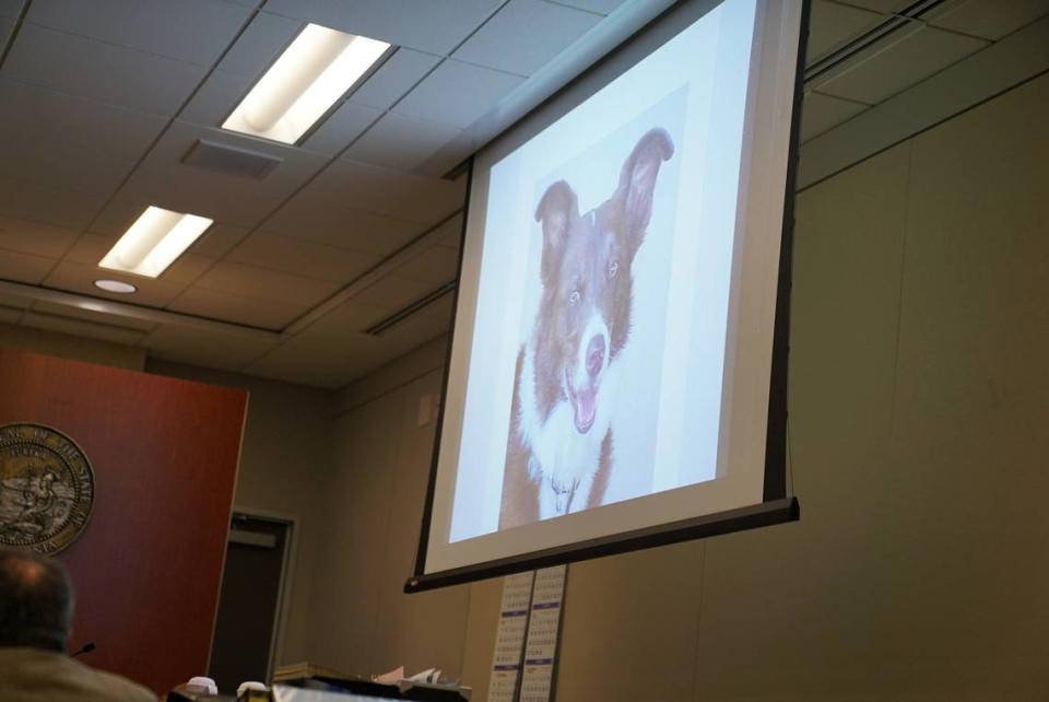 An image of Cholla, a cadaver dog who was brought in during the 1996 search for missing Cal Poly student Kristin Smart, is shown to the jury. Her handler, Adela Morris, said the dog signaled at the door of defendant Paul Flores’ dorm during testimony on Aug. 15, 2022. Brittany Tom/NBC News Dateline