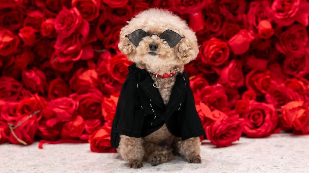 Ted Gram, a Poodle dressed as Puerto Rican singer Bad Bunny poses during the "The Pet Gala" at AKC Museum of the dog in New York City on May 20, 2024. The Pet Gala by Anthony Rubio designs recreates outfits from the Met Gala for pets.
