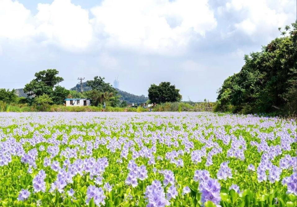 香港花季22丨春季8大賞花時間表 賞花地點推介 吊鐘花 鐘花櫻桃 黃花風鈴木 繡球花 藍花楹