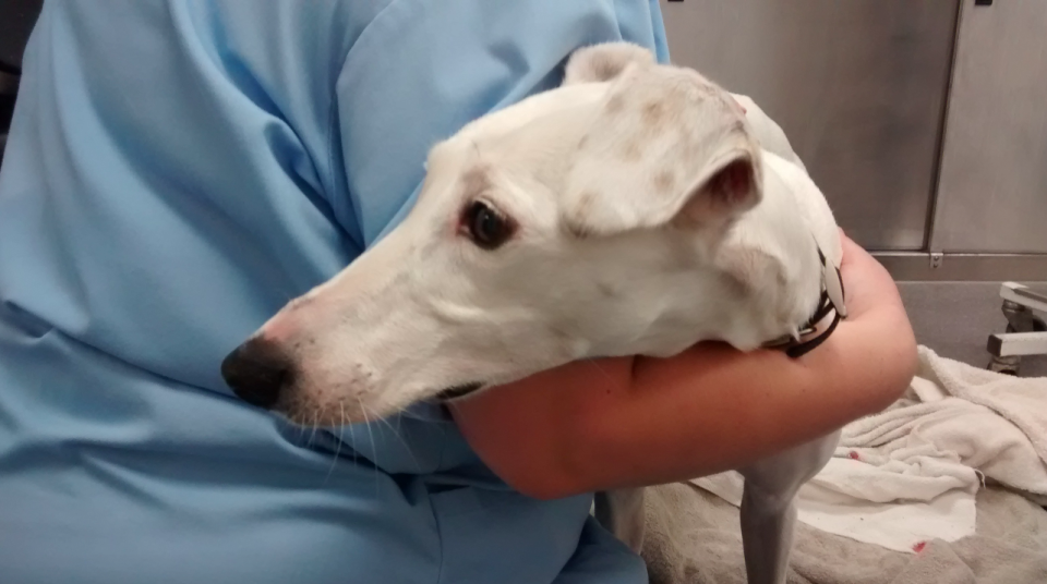 <em>The dog is now being cared for by staff at the RSPCA’s Putney Animal Hospital in London (RSPCA)</em>