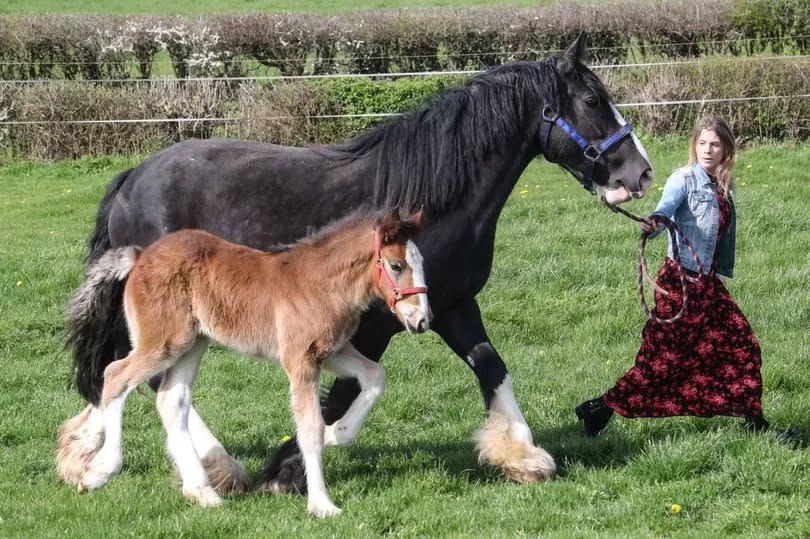 Queenie and her newf foal Waterfall Duke of Diamonds. The foal is just over one month old and this was it's first time in a field. The pair are pictured with Marianne Burton, of Water Fall Shires at Compton Dundon