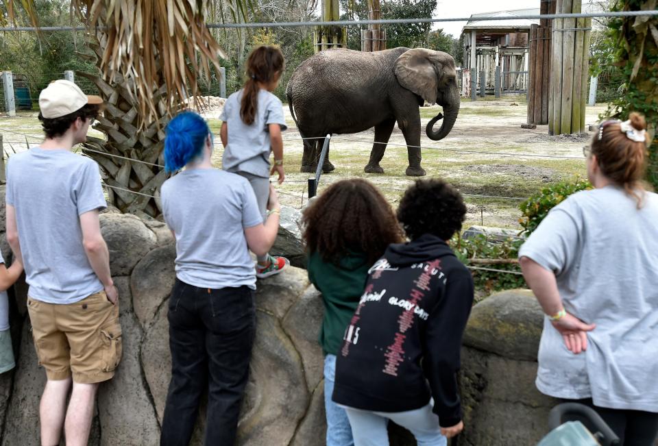 Visitors watch one of the African elephants at the Jacksonville Zoo and Gardens. The elephants, which are designated as a threatened species by the U.S. Fish and Wildlife Service, are among the animals in the zoo's Saving Animals from Extinction and Species Survival Plan conservation programs.