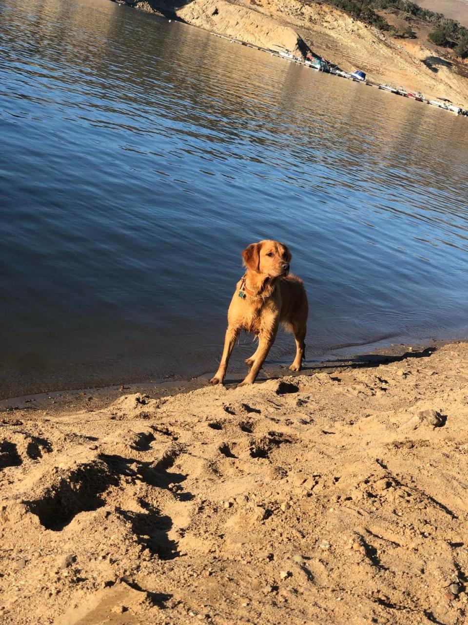 Steven Allen, Blossom’s owner, said Blossom had “quite the adventure” after going missing from her house and then allegedly being stolen from SLO County Animal Services.