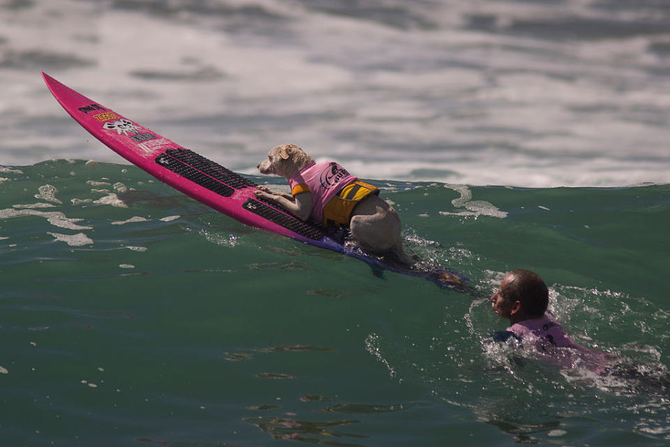 Ja, manche Hunde surfen. Und ja, es gibt auch Leute, die es ihnen beibringen (Bild: Getty Images)