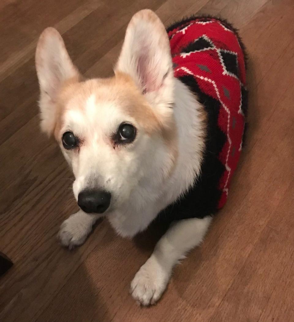 Phoenix Tiger, who would have turned 14 in January, died in October. He's pictured in 2021 wearing a festive holiday sweater. His loss gives Free Press columnist Susan Tompor a better understanding of how puppy scams can target those missing a faithful friend.