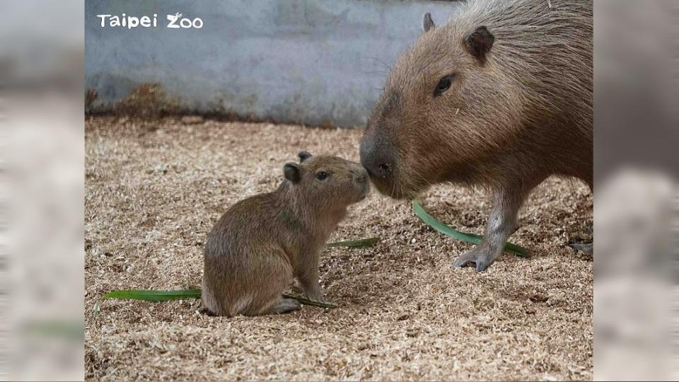 水豚和馬來貘混居。（圖／翻攝自Taipei Zoo 臺北市立動物園臉書）