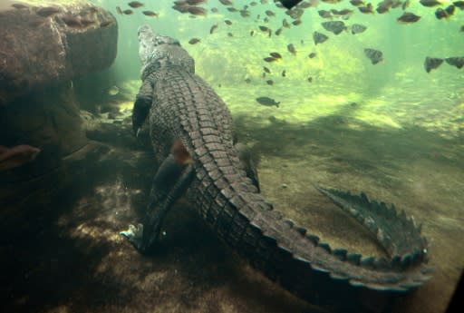 Despite the animals' formidable reputation, attacks from freshwater and saltwater crocodiles on humans are relatively rare in Australia