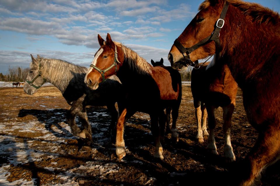 Horses relax in a pasture near Pickford in the Upper Peninsula on Sunday, April 3, 2022. The horses are part of the herd owned by Mackinac Island Carriage Tours and are about to begin their summer of working on the island. These draft horses pull carriages and move freight around the island.