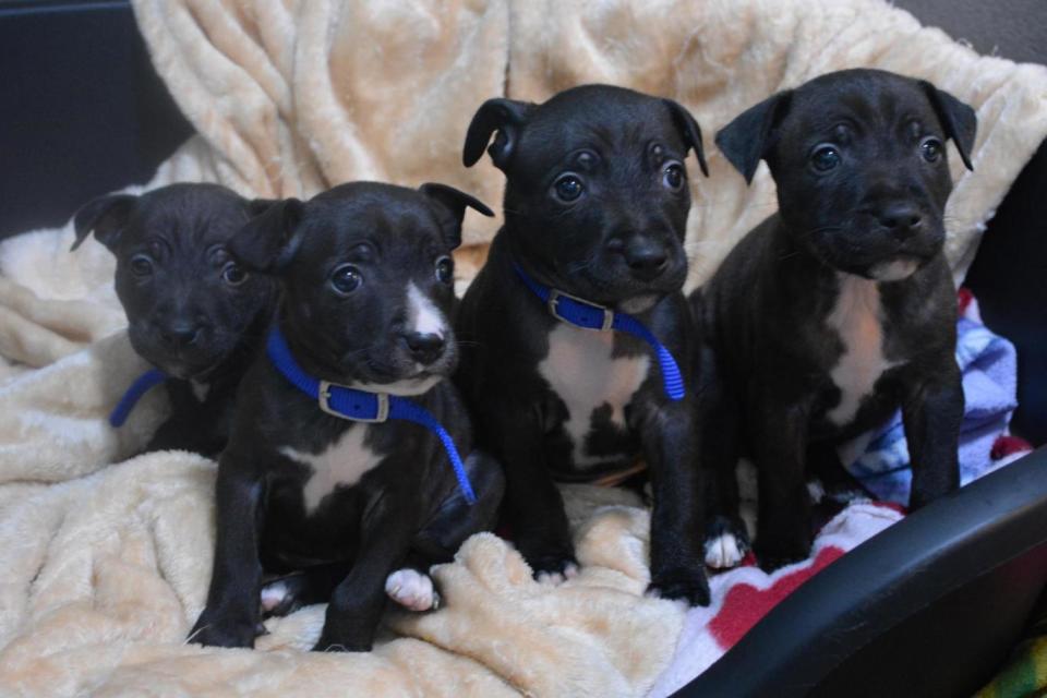 The puppies had a 'lucky escape', the home's intake manager said. (Battersea Dogs Home)