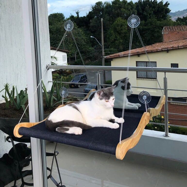 Cat lying on a Glam Cat Window Hammock attached to a window