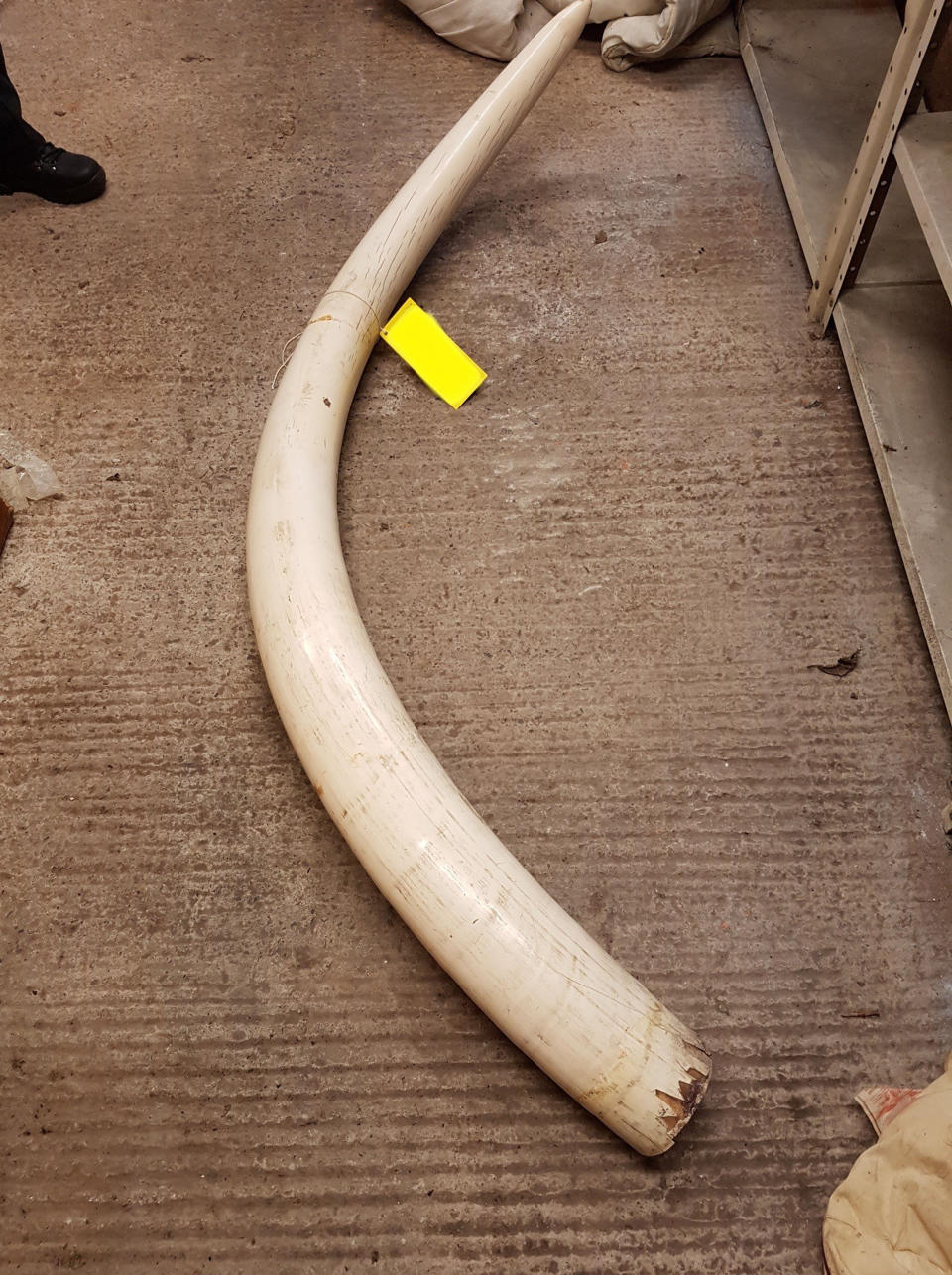 Undated handout photo issued by Lancashire Police of an elephant tusk. (via PA)