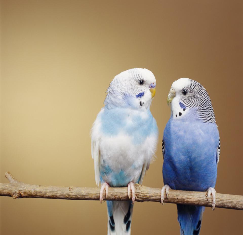 Budgies (Parakeets)