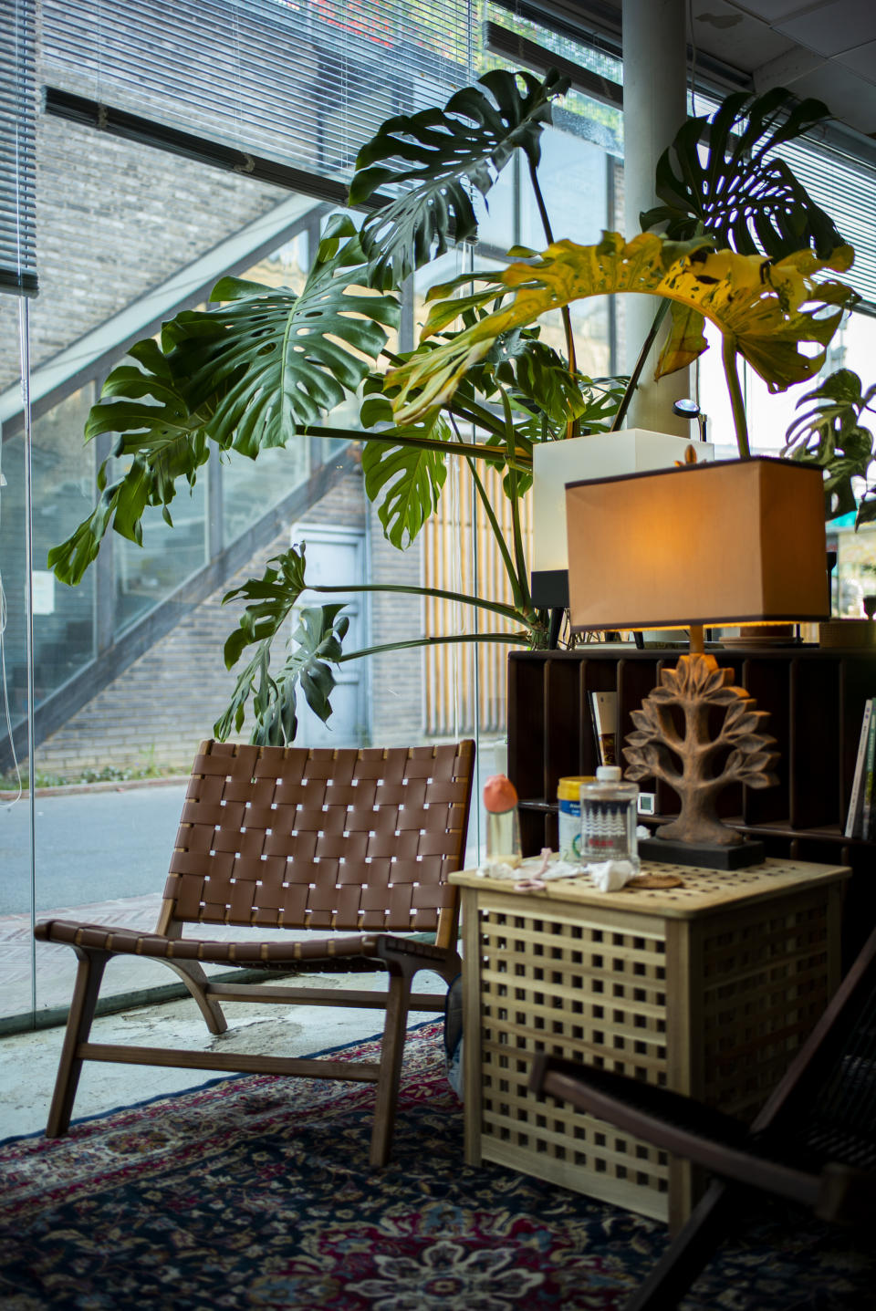 Monstera plant in a living room