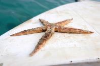 A dead starfish is seen following leaked oil from the bulk carrier ship MV Wakashio, which ran aground on a reef, at the Riviere des Creoles