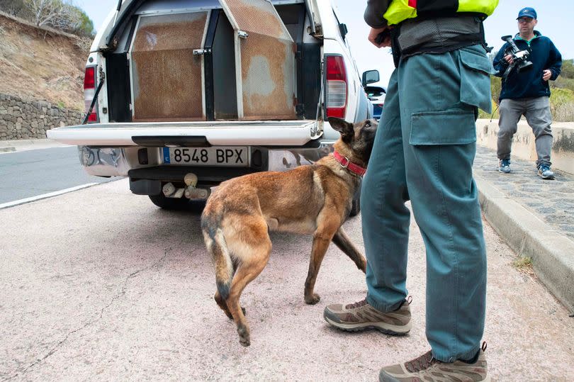 Sniffer dogs involved in the rescue effort