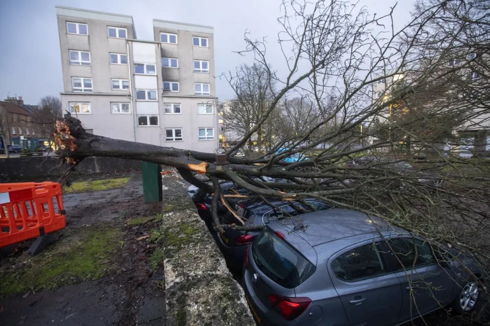 A fallen tree on four cars in Linlithgow, West Lothian, Scotland, after Storm Isha. (SWNS)