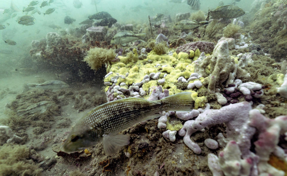 A black sea bass swims along the reef in Gray's Reef National Marine Sanctuary, Monday, Oct. 28, 2019, off the coast of Savannah, Ga. Gray’s Reef is little more than a drop in the ocean 19 miles off the Georgia coast, but don’t confuse size for significance. In one of his last official acts, President Jimmy Carter declared the reef a national marine sanctuary at the urging of conservationists who said its abundance of life was unique and worth saving for future generations. (AP Photo/David J. Phillip)