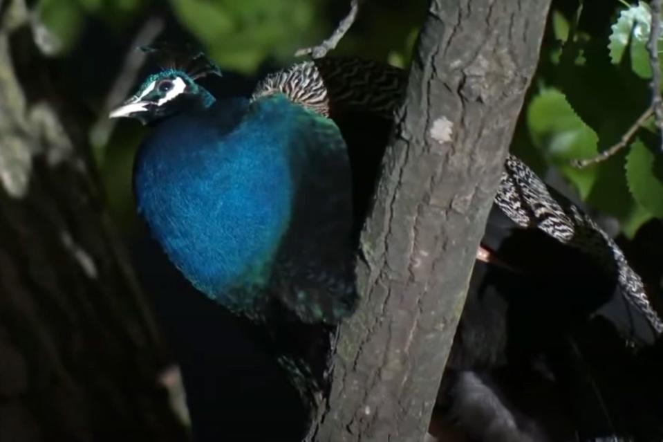 FOX 5 New York/YouTube The roaming peacock 