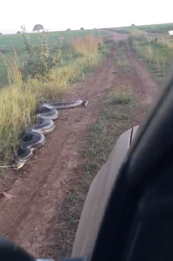 A giant squiggly anaconda on the side of a dirt road