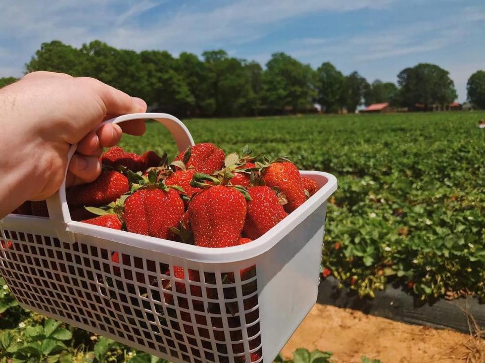 At Carrigan Farms, strawberry picking season begins April 15, 20213.