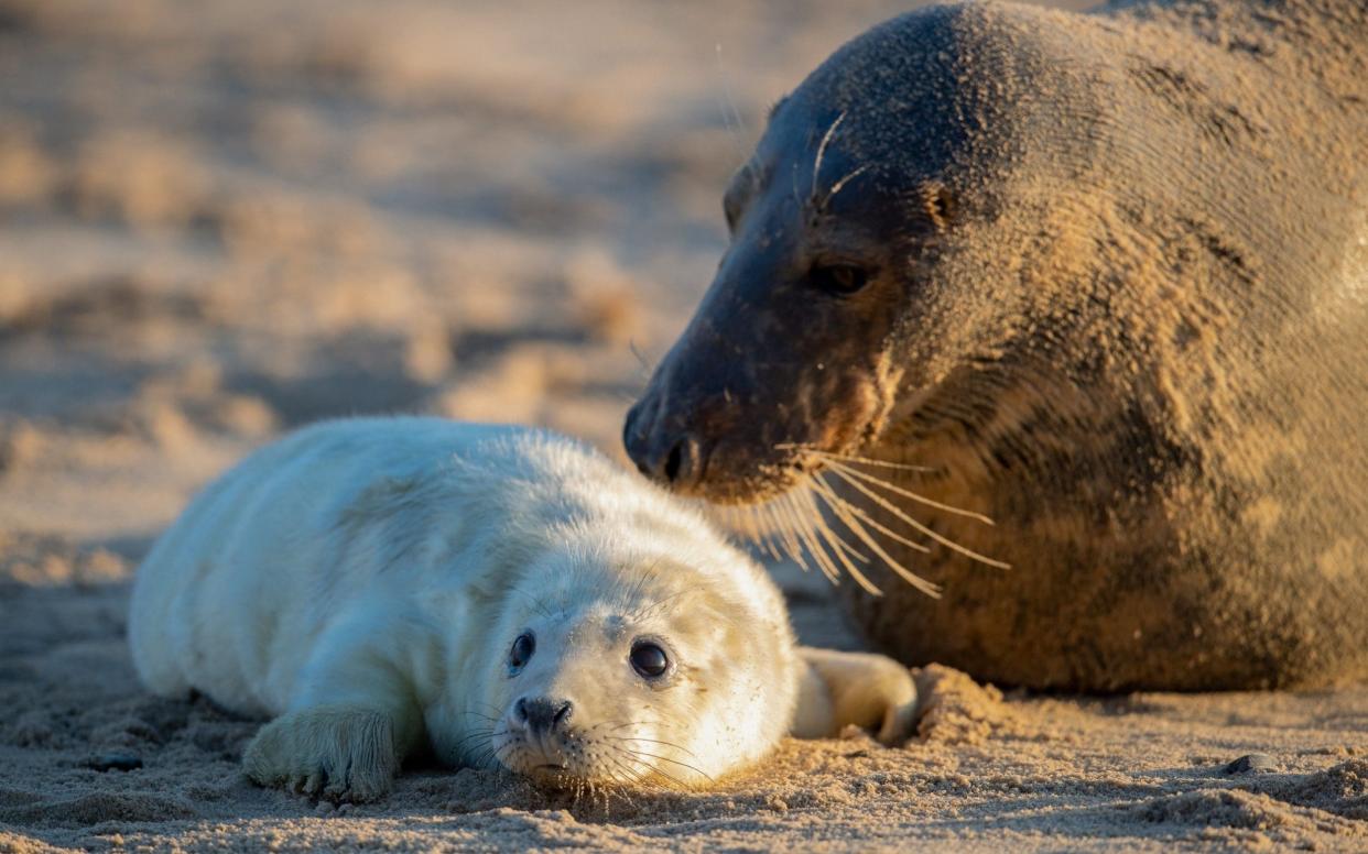 A mother grey seal and her pup in Horsey, Norfolk - Joe Giddens/PA Wire