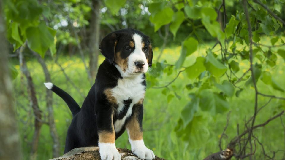 a greater Swiss mountain dog puppy stands with front paws on a stump