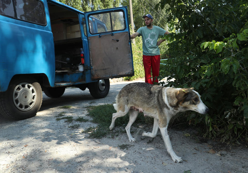 Dogcatcher Aleksander Klimov releases a stray dog back into the wild inside the exclusion zone around the Chernobyl nuclear power plant after veterinarians with the Dogs of Chernobyl initiative had tagged, spayed and vaccinated it on August 17, 2017.