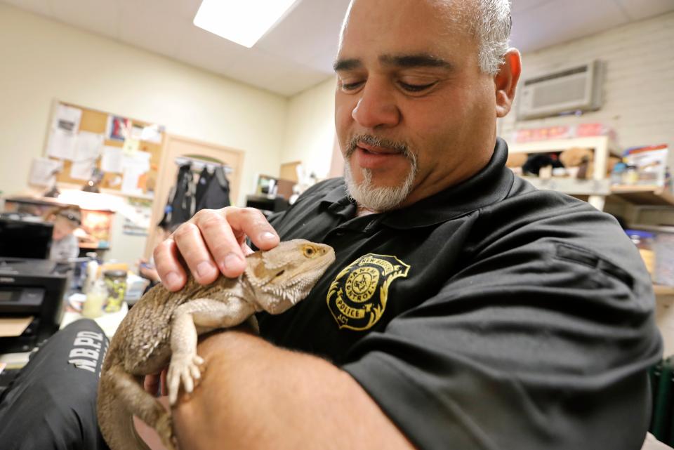 New Bedford animal control officer Emmanuel Maciel plays with a bearded dragon at his office on Kempton Street in New Bedford.  This bearded dragon is one of the many animals Maciel has rescued recently, some of which have become fixtures in his office.