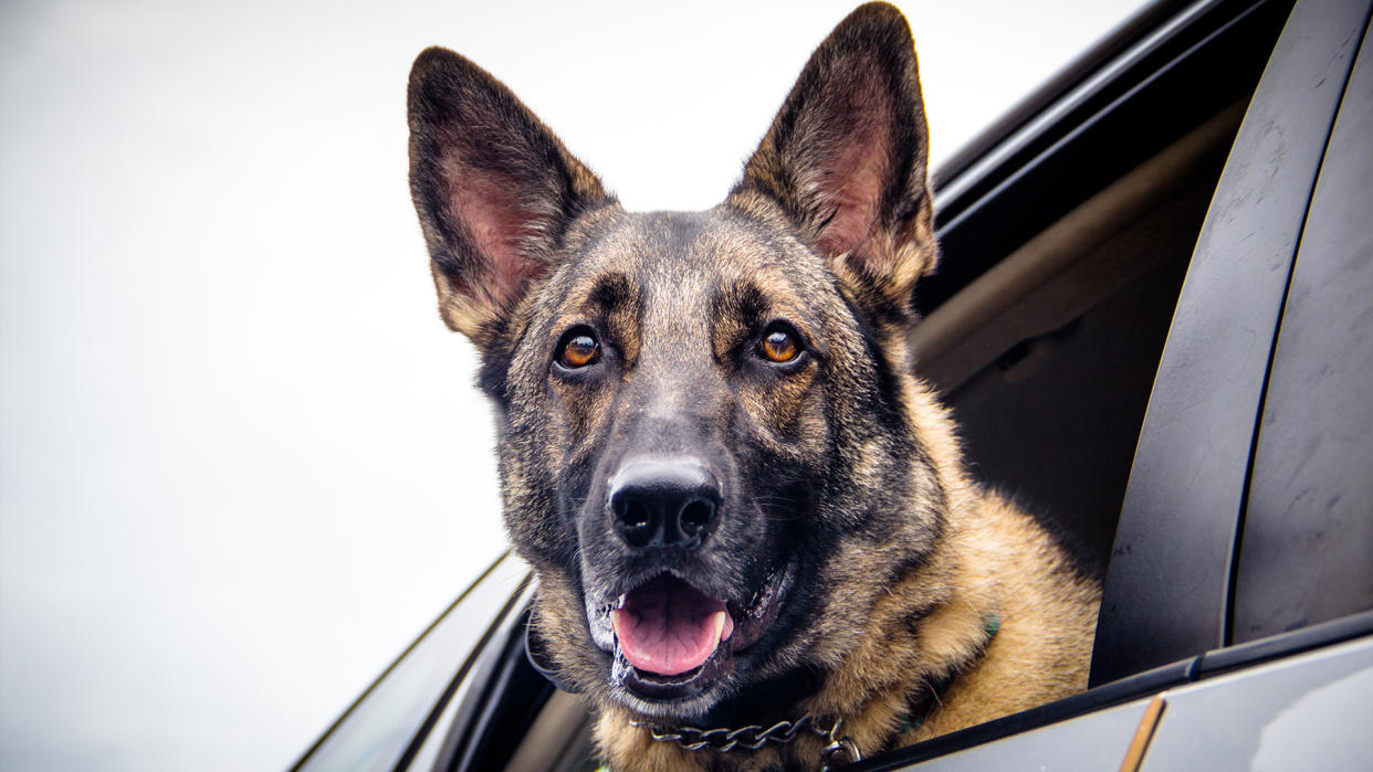  German Shepherd with head out a car window. 