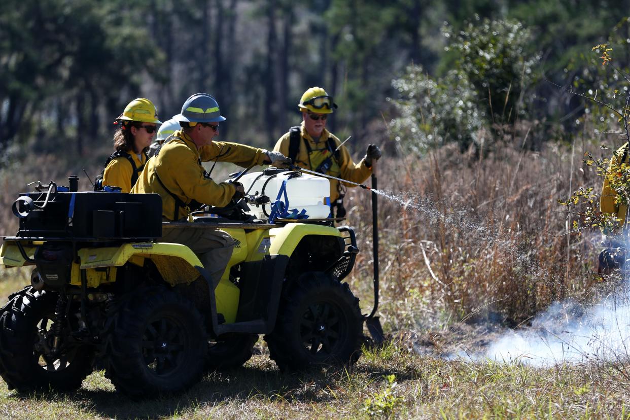 Prescribed burn managers conduct a burn demonstration during the Red Hills Fire Festival at Tall Timbers on Saturday, Jan. 25, 2020. 