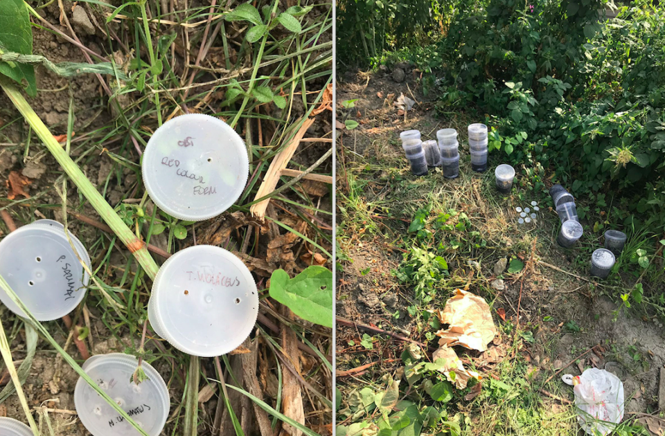 <em>The RSPCA said the young Brazilian bird-eating spiders were contained in 10 pots (PA)</em>