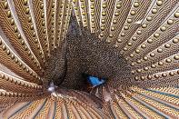 According to NWF: Like a costumed contortionist, a male Argus pheasant curls his ornate feathers into a cone, then peeks through the opening to impress a would-be mate. The elaborate courtship display of this Asian species is “quite rapid,” says Ron Magill, who caught the scene at Zoo Miami, which engages in global conservation. “The male runs around the female in circles, then stops right in front of her and snaps his wings into this painful-looking inverted position for a second or two to see if she’s paying attention.” How could anyone resist such an ardent gaze? RON MAGILL, 2020 National Wildlife® Photo Contest