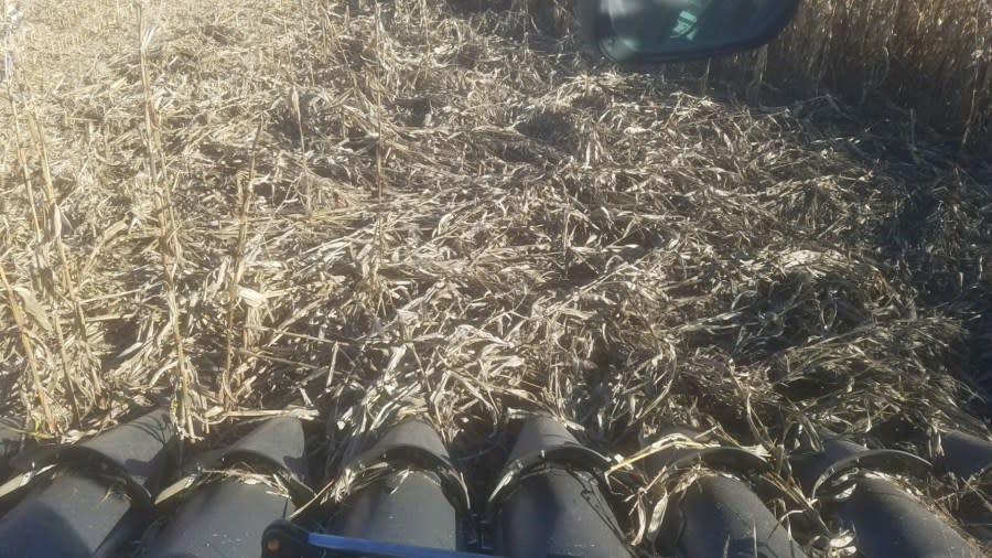 The downed corn stalks are a telltale sign that a bear had visited a farmer's corn field. (Courtesy Ron Gillison)